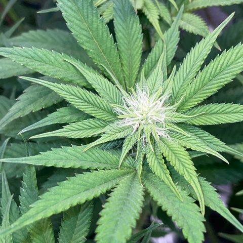 Purple Cookies Fast - by Killicz growlog timeline photo