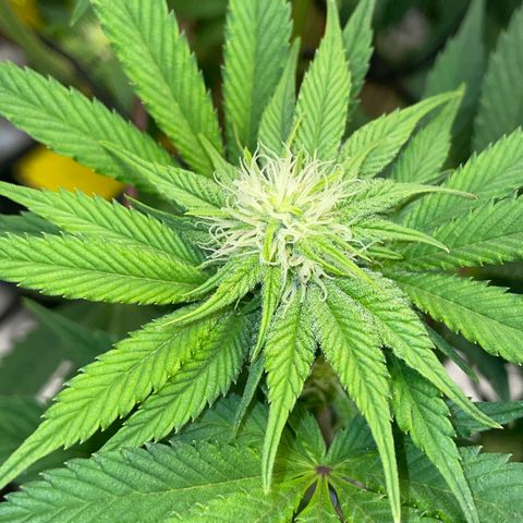 Purple Cookies Fast - by Killicz growlog timeline photo