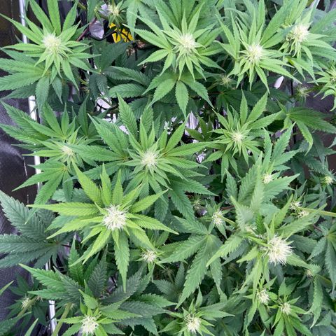 Purple Cookies Fast - by Killicz growlog timeline photo