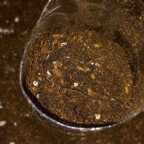 Skunk growlog photo: Primer día en vaso 