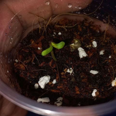 Skunk growlog photo: Se cae cáscara y nace la plantula 