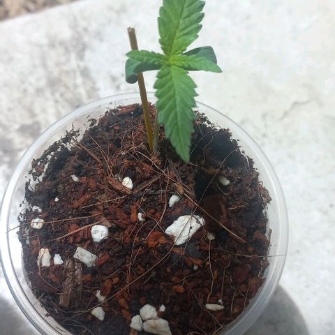 Skunk growlog photo: A la fecha 