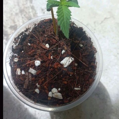 Skunk growlog timeline photo