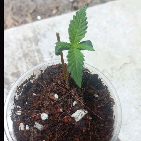 Skunk growlog timeline photo