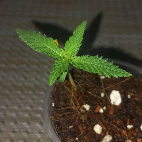 Skunk growlog photo: Primer dosis de enraizante despertar top cro. 1 ml en 1.5 lt  de agua 