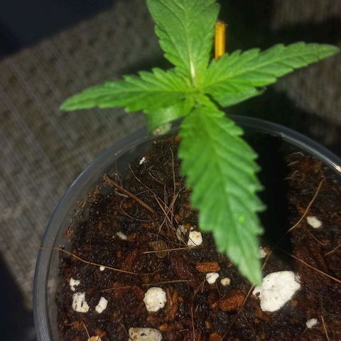 Skunk growlog timeline photo