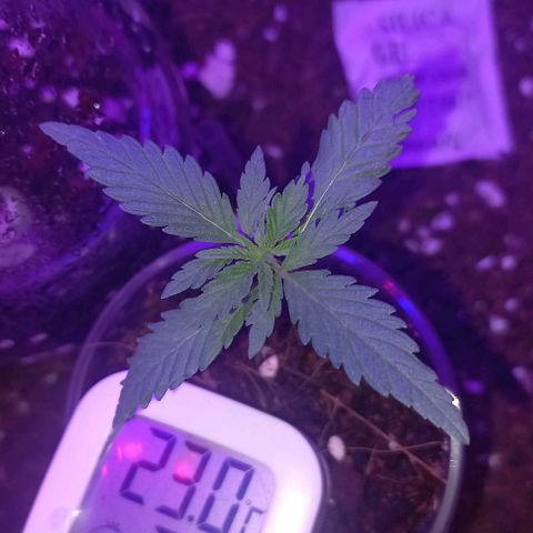 Skunk growlog photo: A la fecha 