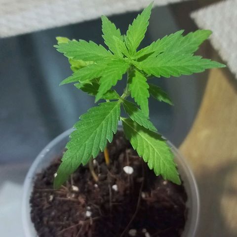 Skunk growlog photo: A la fecha primera dosis de fertilizante d e crecimiento 