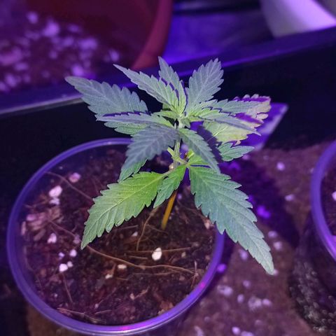 Skunk growlog timeline photo