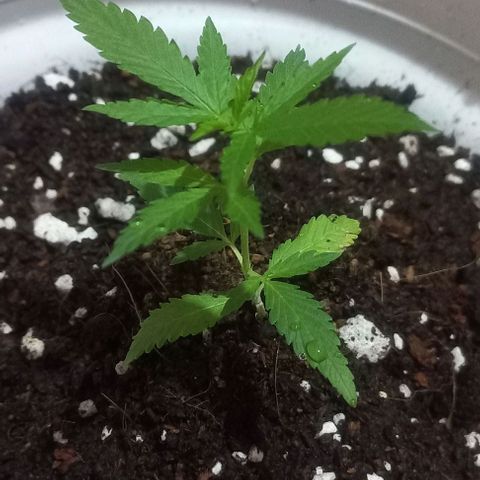 Skunk growlog photo: TX a matera de 11 lts