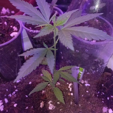 Skunk growlog photo: A la fecha 