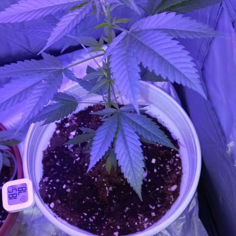 Skunk growlog photo: A la fecha