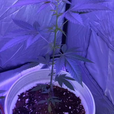 Skunk growlog photo: A la fecha