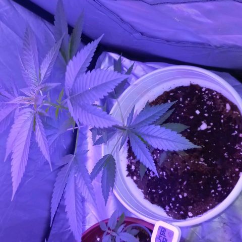 Skunk growlog timeline photo