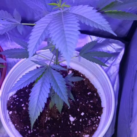 Skunk growlog timeline photo