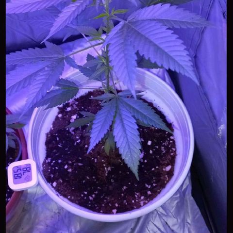 Skunk growlog timeline photo