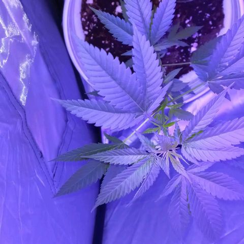 Skunk growlog timeline photo
