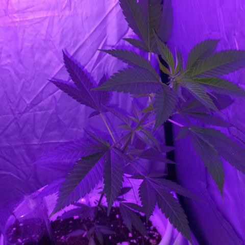 Skunk growlog photo: 1ra práctica LST
