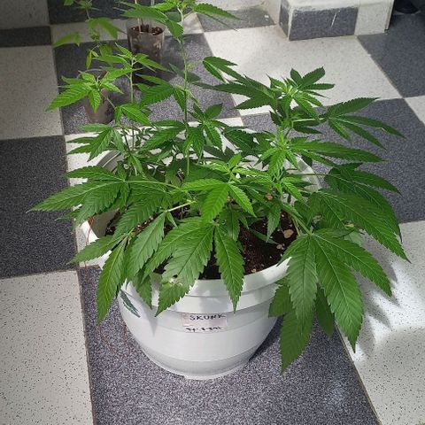 Skunk growlog photo: A la fecha 