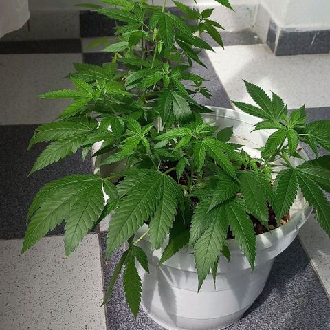 Skunk growlog photo: A la fecha 