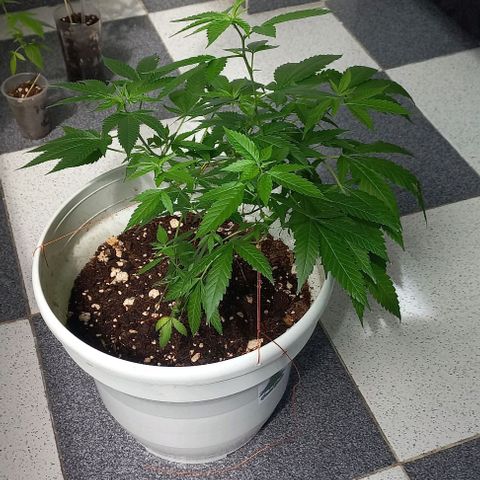 Skunk growlog photo: A la fecha 
