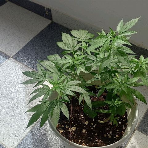 Skunk growlog photo: A la fecha 