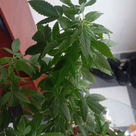 Skunk growlog photo: A la fecha 