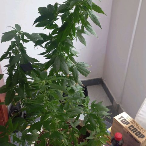 Skunk growlog photo: A la fecha 