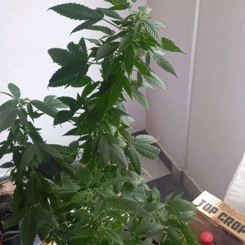 Skunk growlog photo: A la fecha 