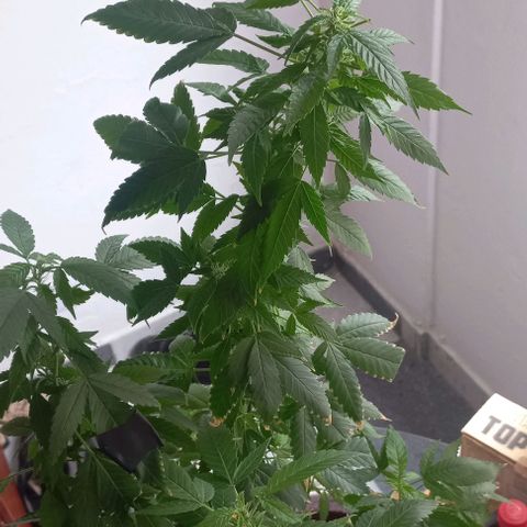 Skunk growlog photo: A la fecha 