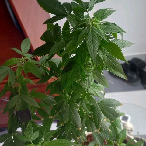 Skunk growlog photo: A la fecha 