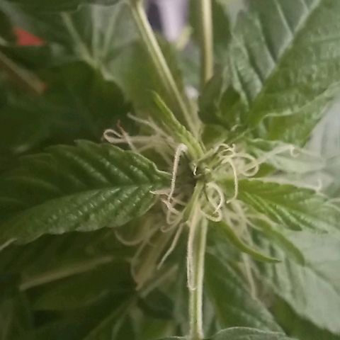 Skunk growlog photo: A la fecha 