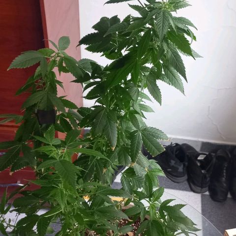 Skunk growlog photo: A la fecha 
