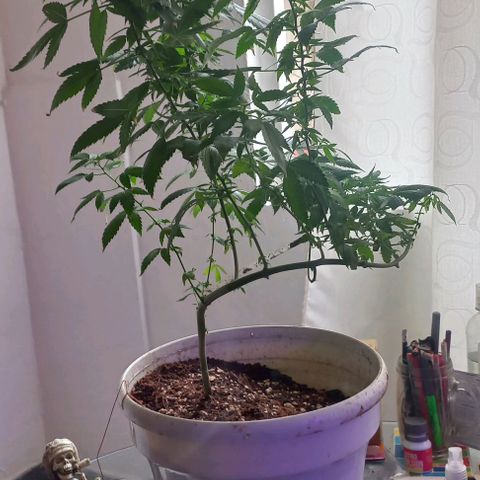 Skunk growlog photo: A la fecha 