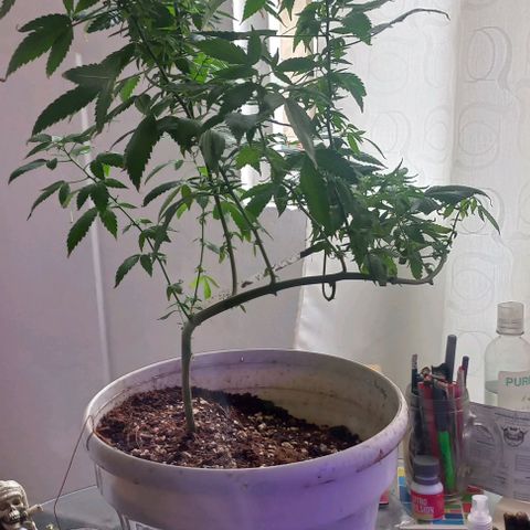 Skunk growlog photo: A la fecha 