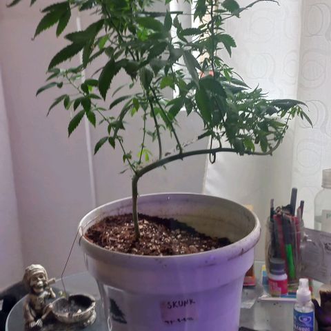 Skunk growlog photo: A la fecha 