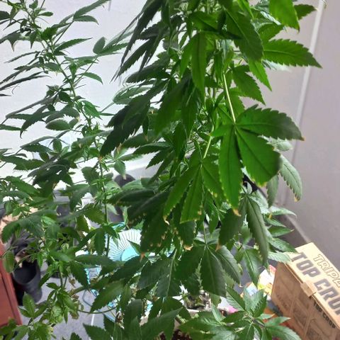 Skunk growlog photo: A la fecha 