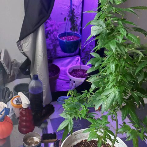Skunk growlog photo: A la fecha 