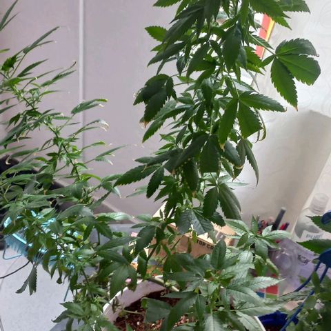 Skunk growlog photo: A la fecha 