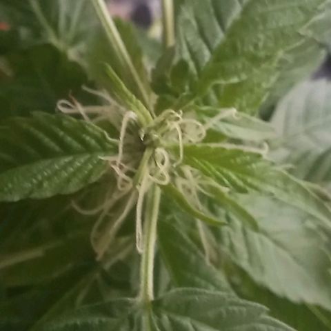 Skunk growlog photo: A la fecha 