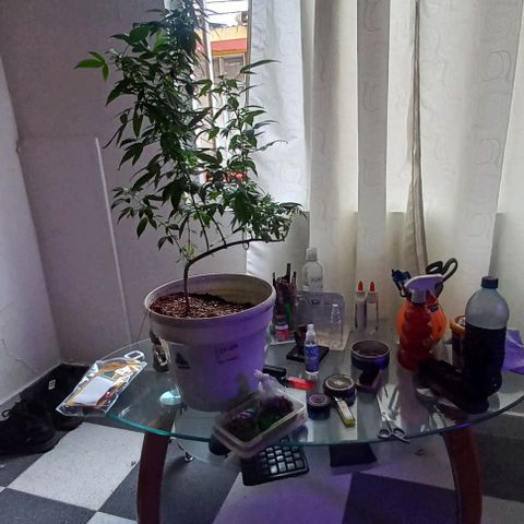 Skunk growlog photo: A la fecha 