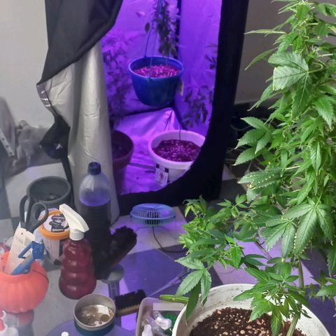 Skunk growlog photo: A la fecha 