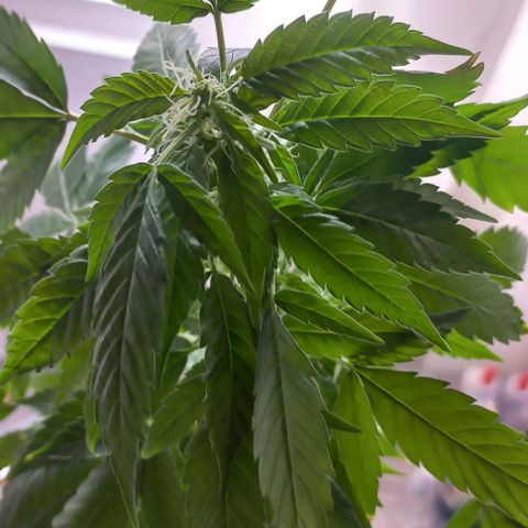 Skunk growlog photo: A la fecha 