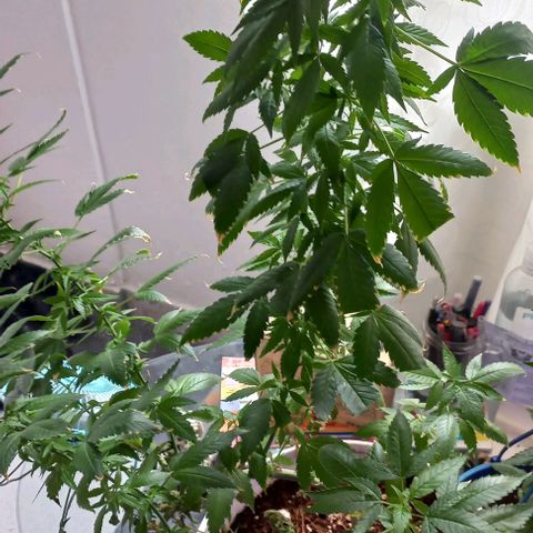 Skunk growlog photo: A la fecha 