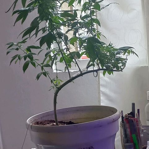Skunk growlog photo: A la fecha 