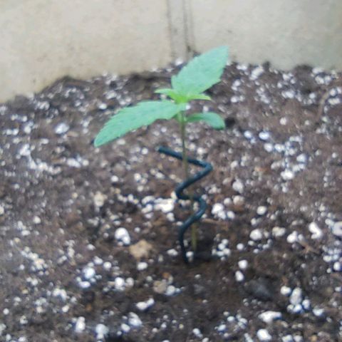 Gertrude growlog timeline photo