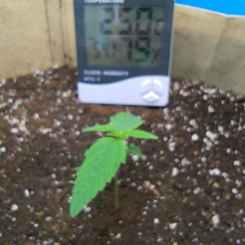 Gertrude growlog timeline photo