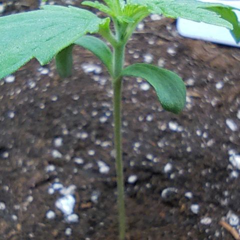 Gertrude growlog timeline photo