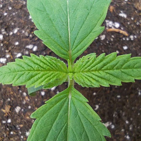 Gertrude growlog timeline photo