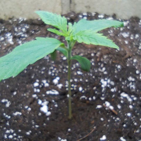 Gertrude growlog timeline photo